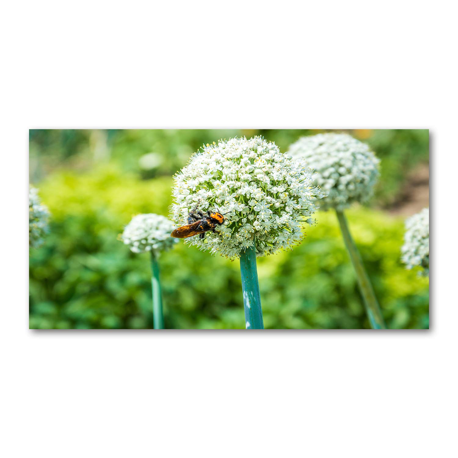 Acrylic Glass Picture Tulup 140x70 Art Premium en Verre Plastique Durable