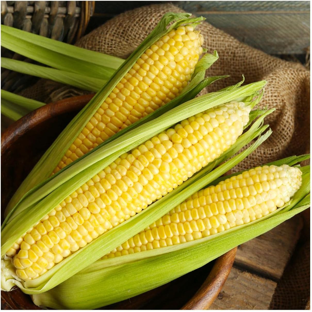 Everwilde Farms - 1 Lb Kandy Korn Hybrid Sweet Corn Seeds - Gold Vault