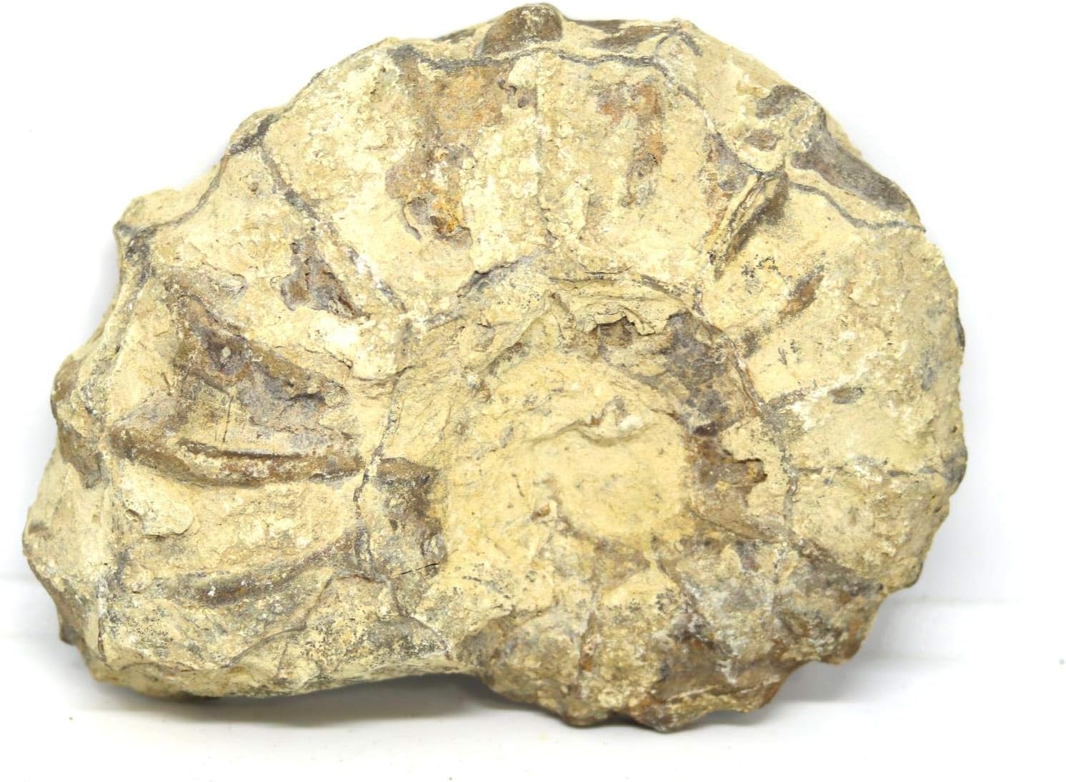 Ammonite Acanthoceras Split Polished Fossil Texas 96 MYO w/Label #16255 31o