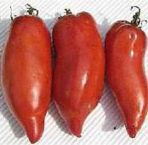 Howard - Semillas de tomate alemanas (más de 20 semillas) | Sin OMG | Semillas de flores de frutas vegetales para plantar | Paquete de invernadero