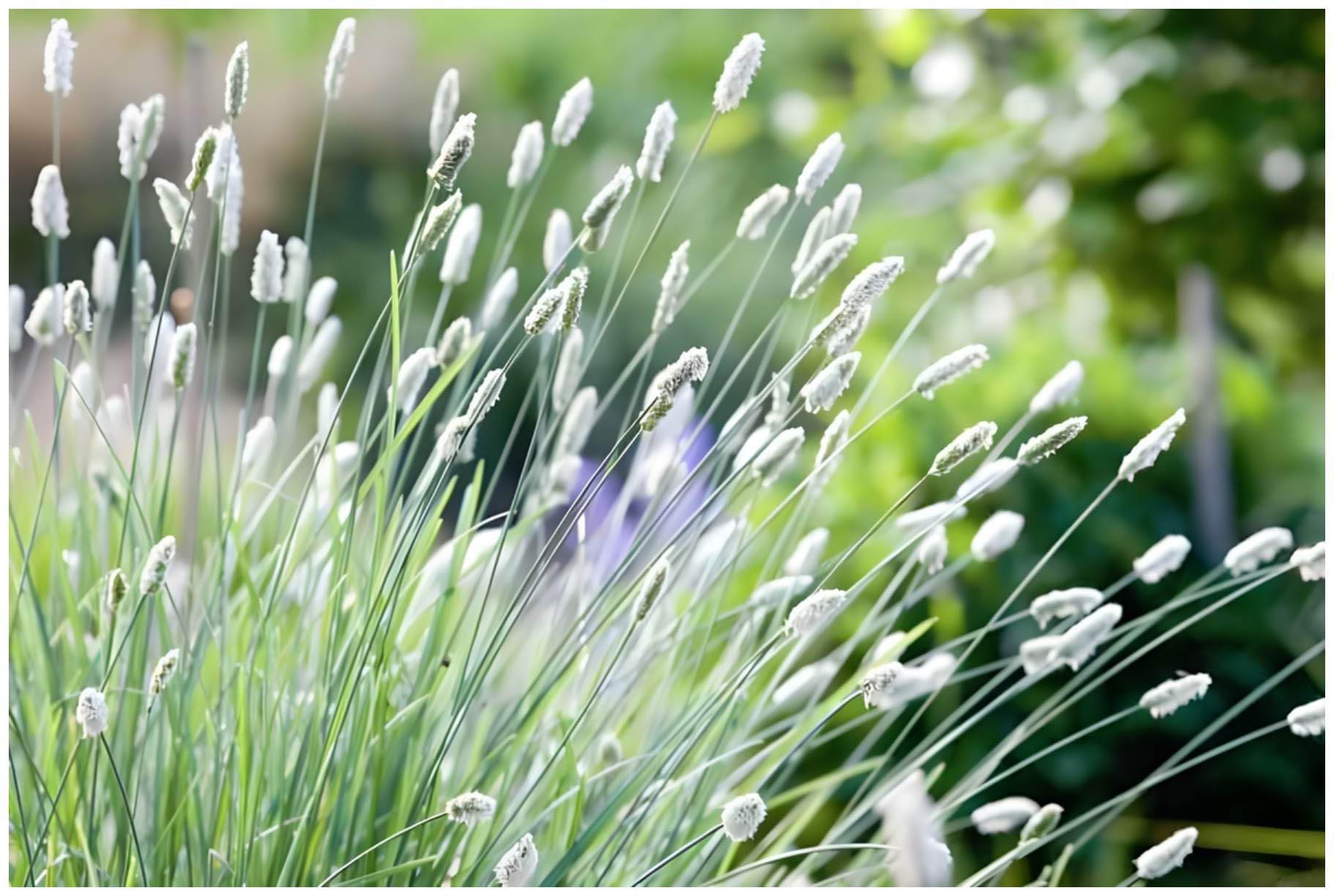 Stauden Gänge 10 x Sesleria sadleriana Ungarisches Blaugras winterhart
