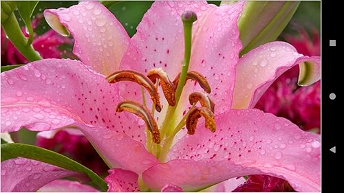 1049 Flowers Wallpapers