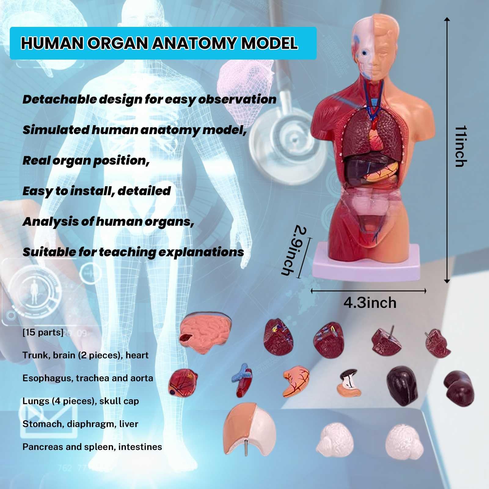 Modelli di Anatomia Umana - Set di 3 (Scheletro, Torso, Cuore) per Lo Studio dell'anatomia Umana