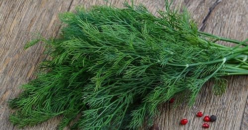 Miniatura 3 de Semillas Hierba Eneldo Mamut Variedad Gigante 40 Días - 2000 Semillas