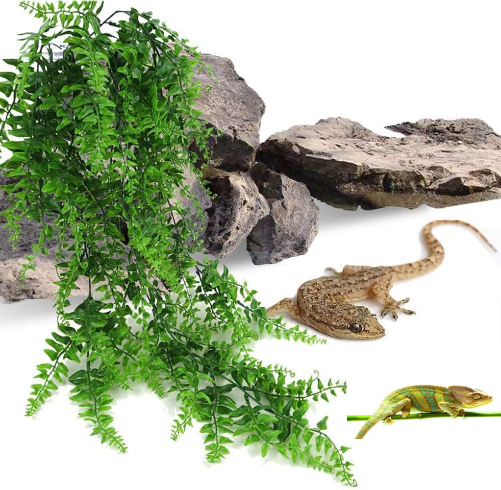 NATURAL BUSH AMAZONIAN PHYLLO PLANT