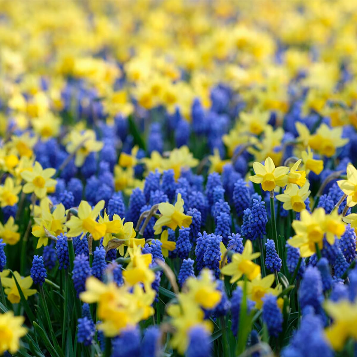 Mélange De 50 Bulbes Fleurs Sauvages - Jonquilles, Muscaris - Floraison Printemps - Vivaces - Hauteur 10-25 Cm