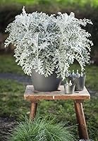 Vista 2 de Semillas Dusty Miller Silver Groundsel Silver Dust Cineraria Flores perennes Planta inusual