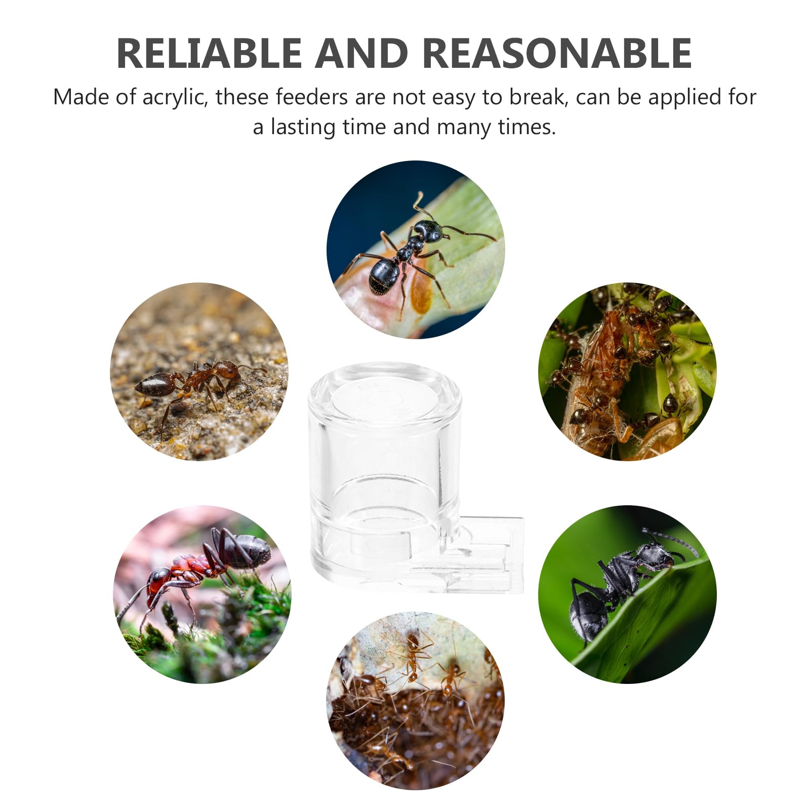 Kisangel Dispensador de Agua para Hormigas, Nido de Hormigas, de alimentación para Hormigas, Insectos, dispensador de Agua, dispensador de alimento para Hormigas, formicarium