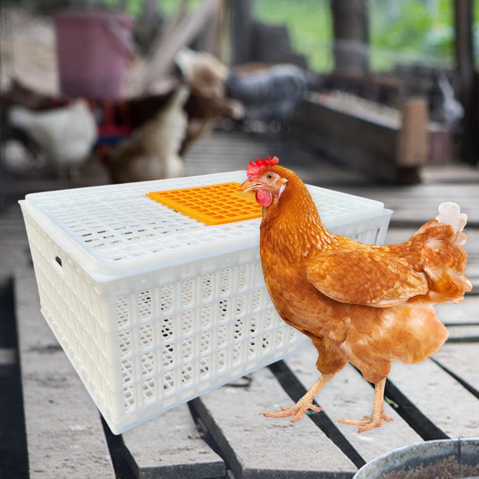 Jaula Transportadora de Aves de Corral, Blanco Altura 33cm