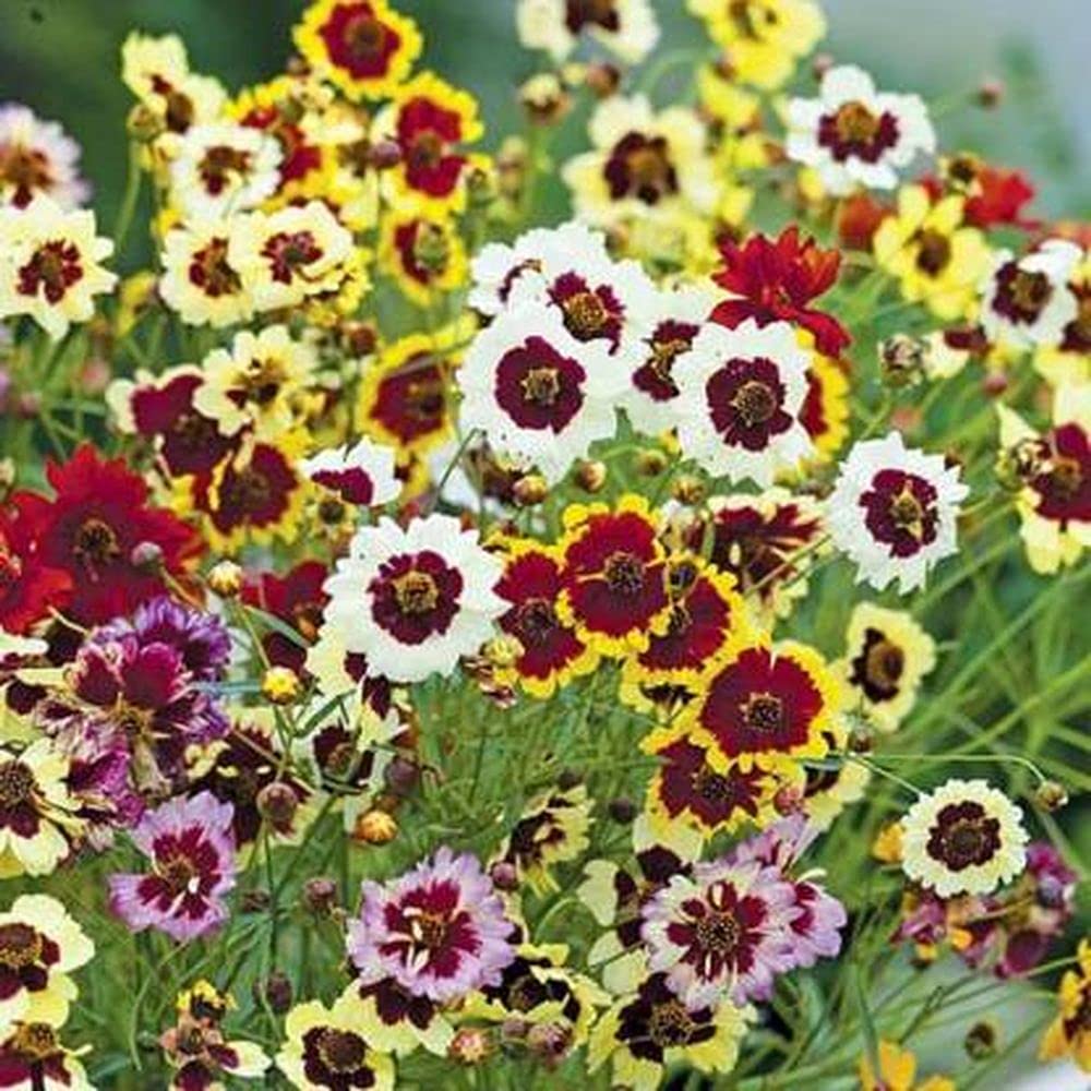 PLANTOGALLERY Flower Seeds |Coreopsis Mixed Color Flower Seeds For Gardening (30 Seeds Pack) (B09B2L3G2L) Amazon Price History, Amazon Price Tracker