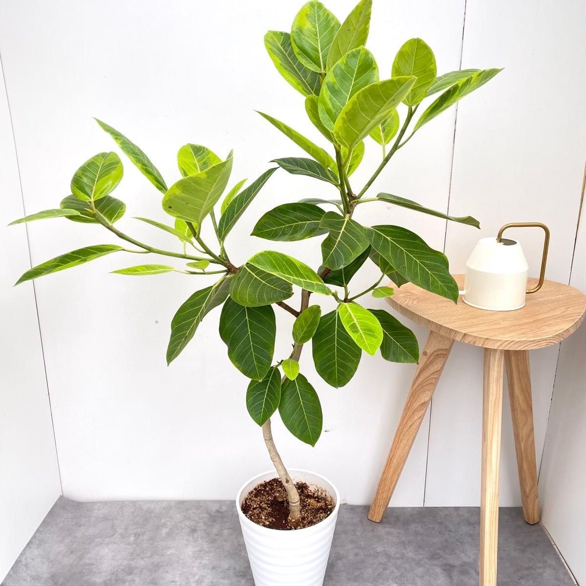 現品 フィカス ゴムの木 アルテシマ 曲がり 5番 観葉植物 インテリア