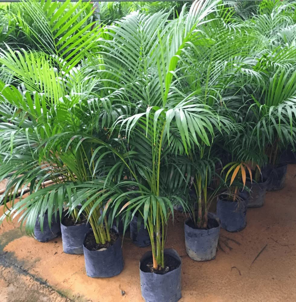 Areca Plam Bonsai Indoor & Outdoor Plant with Plastic Bag (Pack of 1) (FG_66)-picture-23