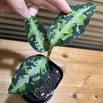 Amazon.co.jp: アグラオネマ ピクタム ニルヴァーシュ④ 常湿