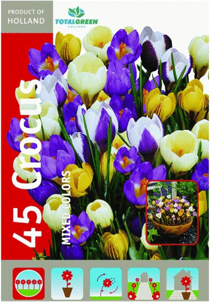 Crocus Flower Bulb
