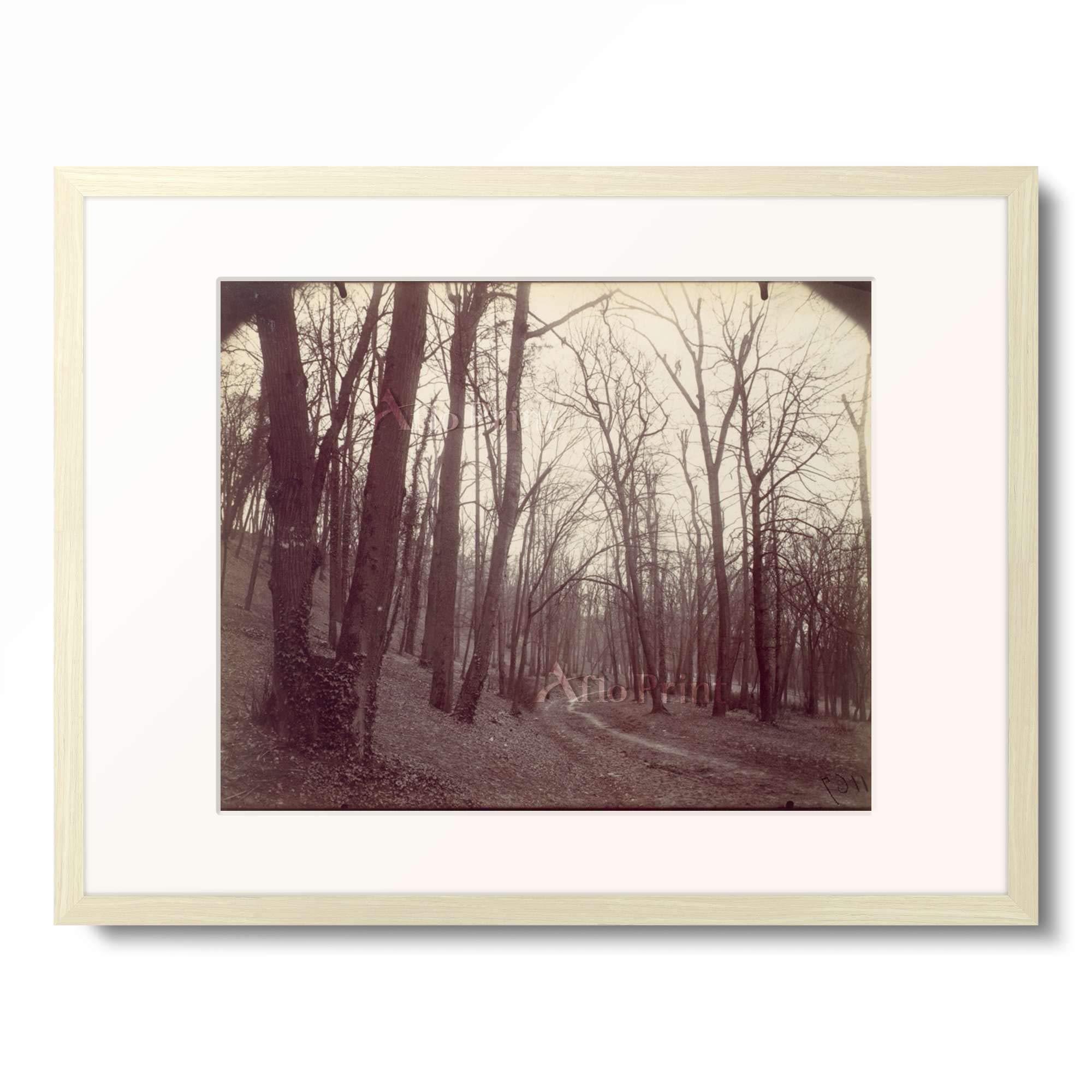 Amazon｜ウジェーヌ・アジェ Jean-Eugene Atget 「St. Cloud