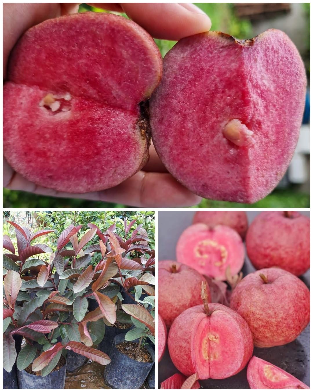 Thai Red Guava (Combo of 2 Plant) - Red Skin Red Flesh All Season Guava Organic Fruit Tree, (Pack of 2), CF_GN_84