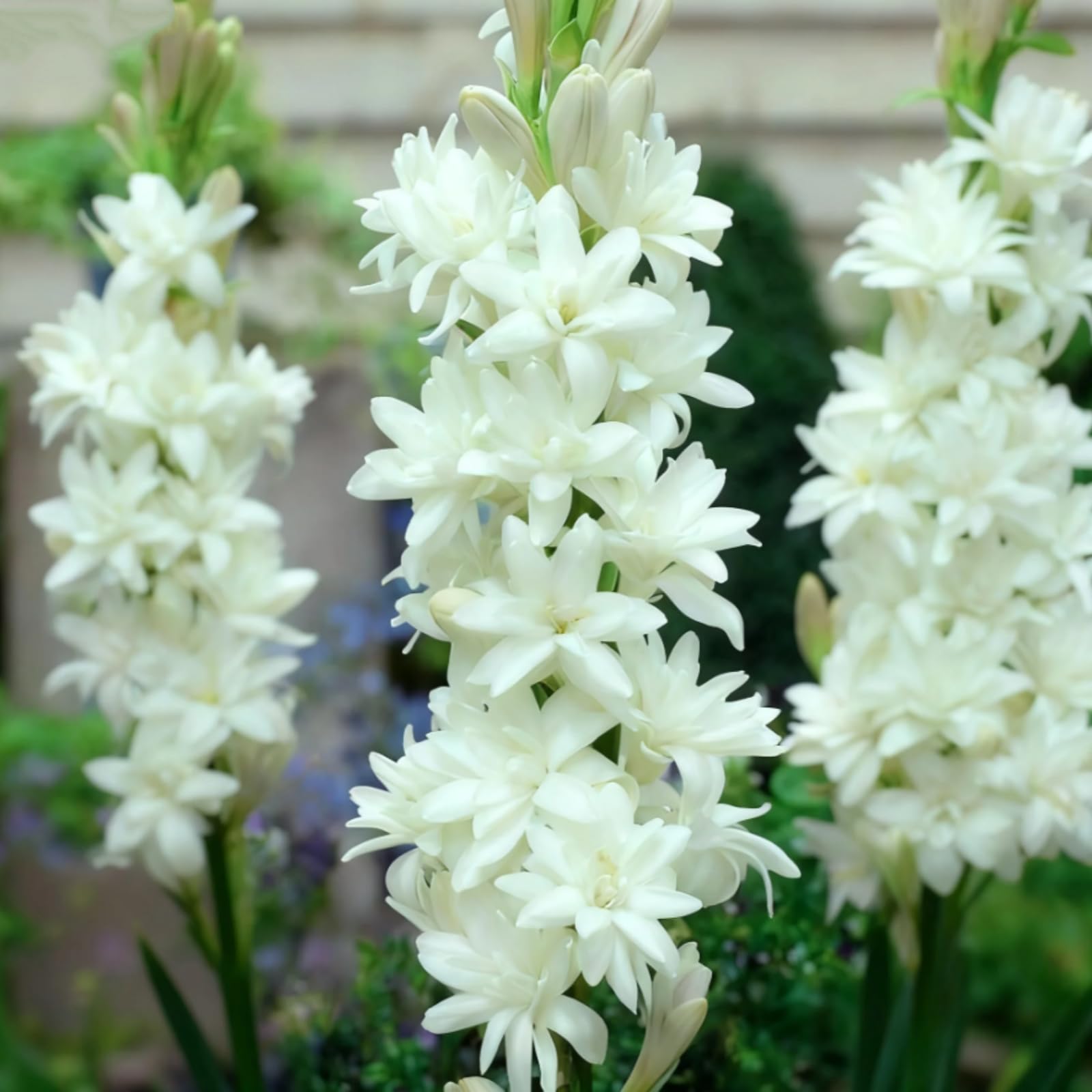 Perennial Tuberose Bulbs, Resilient Spectacular Flowers, Cut Flowers, Natural Organic, Greening Flower, Excellent Display-10 Bulbs-C