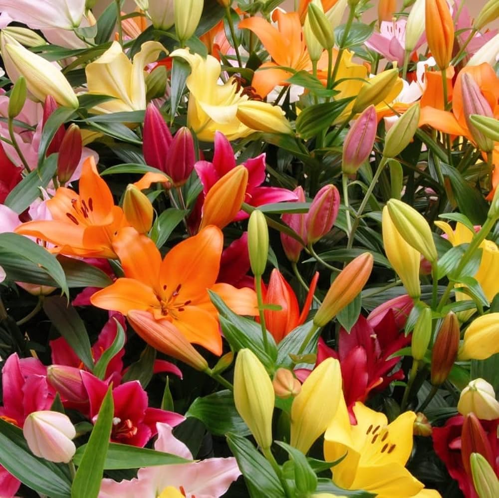 Lilium flower bulbs seeds,bulbs seeds flower lilium,100% germination (pack of 9) (B0CMV32PPB) Amazon Price History, Amazon Price Tracker