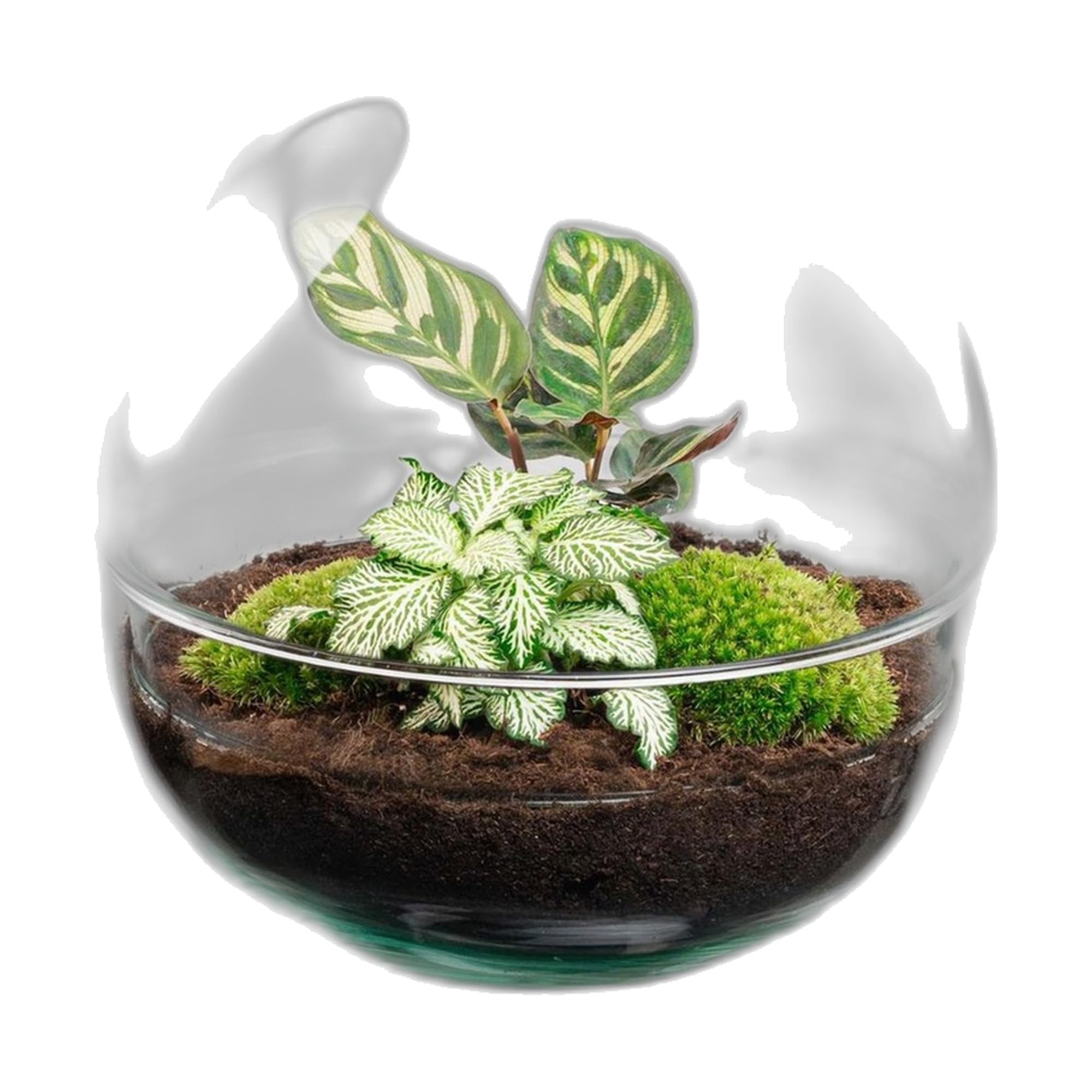 DIY szklane terrarium, dekoracja wnętrz, zestaw Ø 20 cm z roślinami