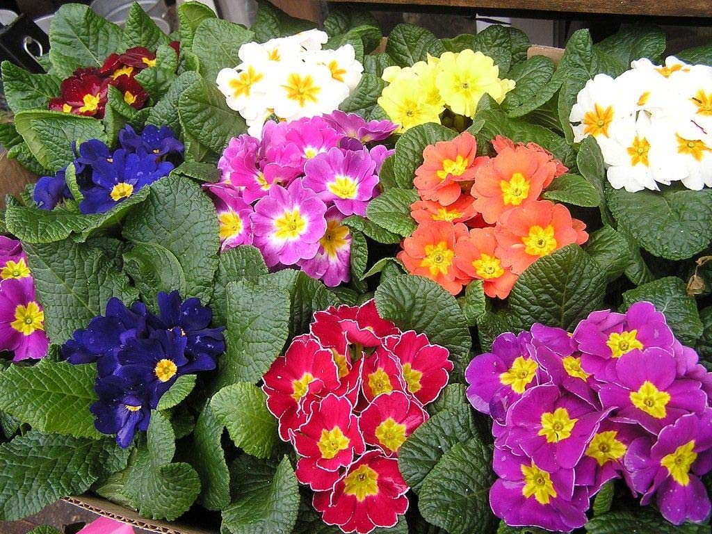 12x Primula Mixed Winter Flowering Primrose Plants, 4 Pack Garden Ready Plants Not Plugs.