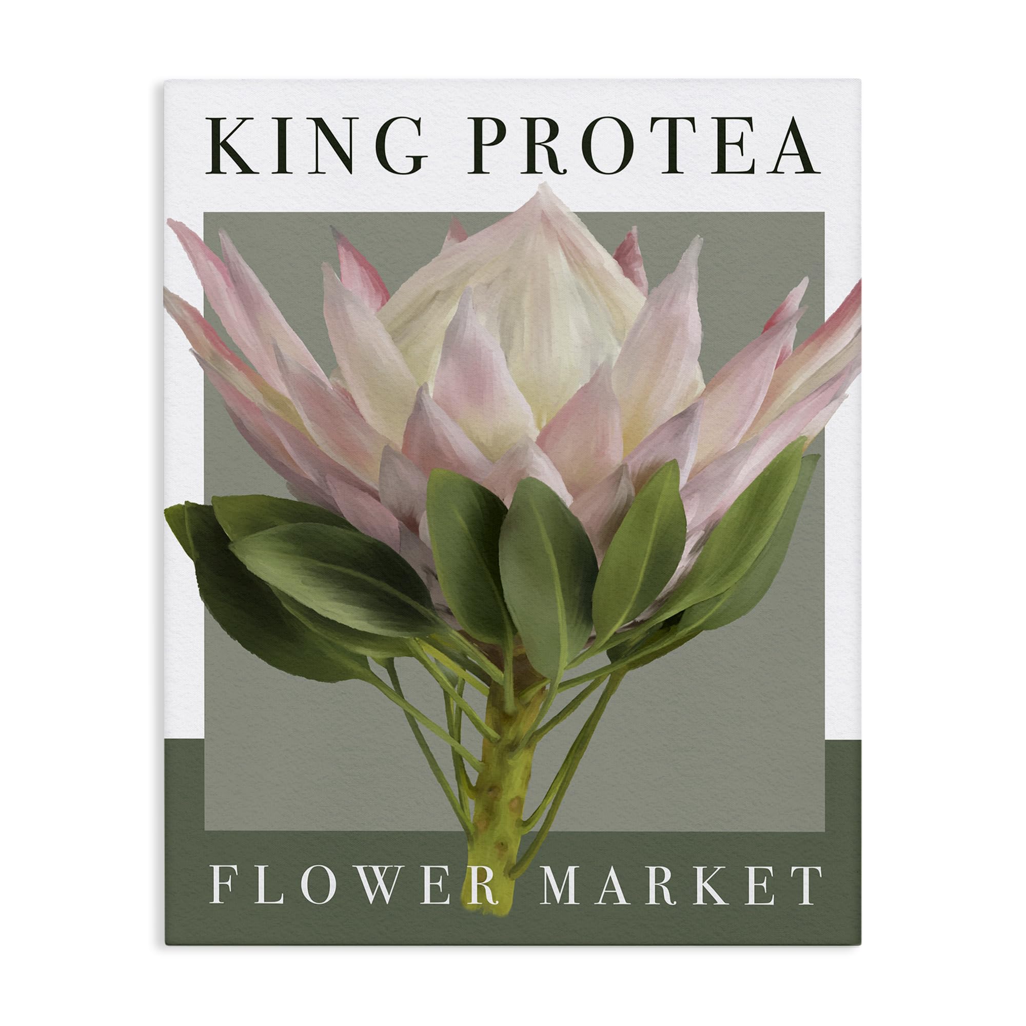 Stupell Industries Unframed King Protea Flower Market Botanical, 24 X 30 Inch Canvas Wall Art