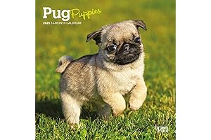 BrownTrout Pug Puppies 2025 Mini Wall Calendar