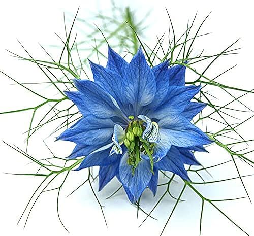 1000 Semillas - Amor azul en una niebla - Nigella - Fácil de cultivar