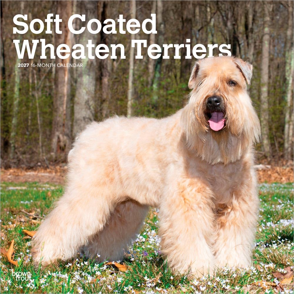 Soft Coated Wheaten Terriers - Soft Coated Wheaten Terrier 2027 - 16-Monatskalender: Original BrownTrout-Kalender [Mehrsprachig] [Kalender] (Soft ... | BrownTrout | Animals Dog Breeds)