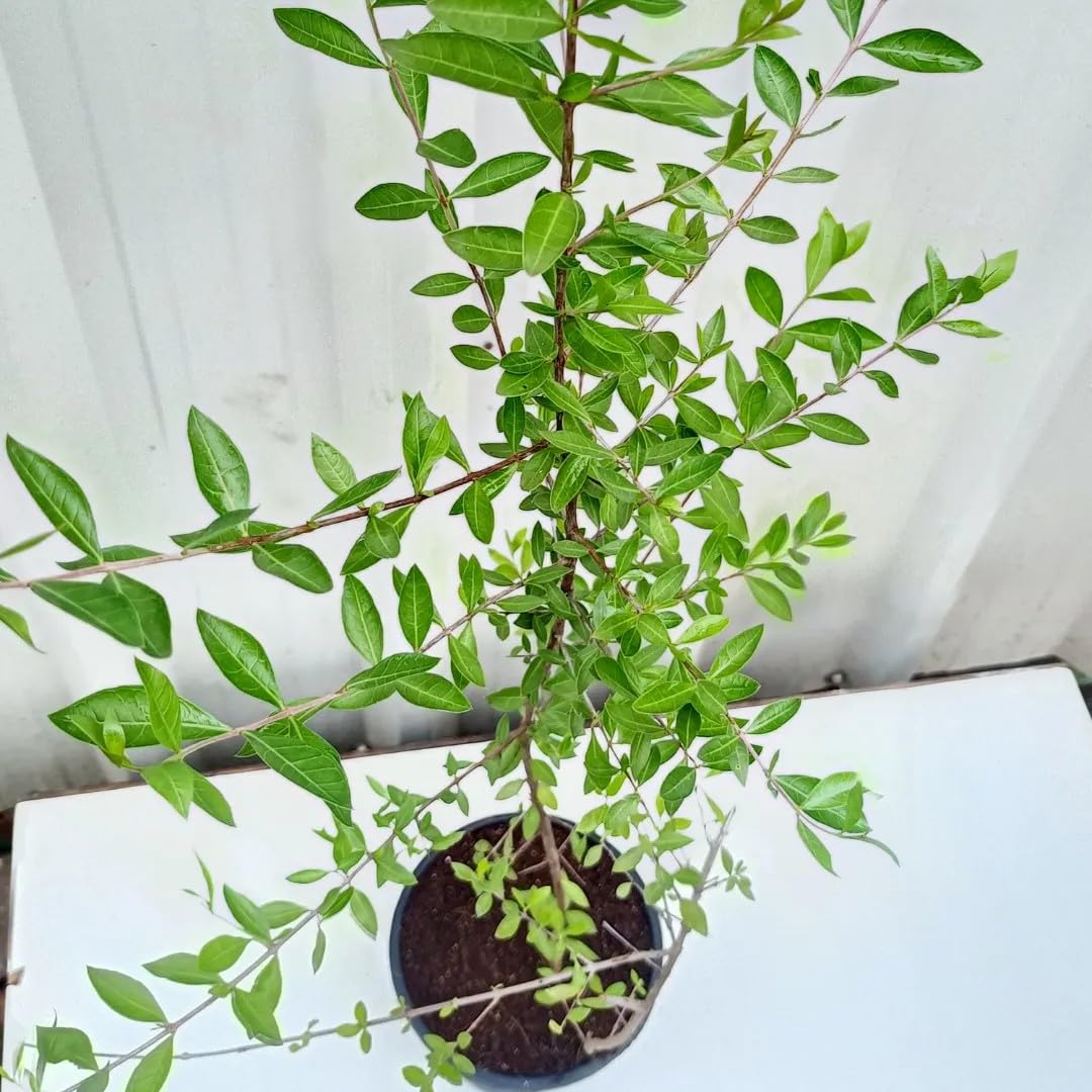 Mehendi Leaf Live Plant – Fresh Henna (Lawsonia Inermis) for Hair Colour and Herbal Remedies, Indoor Outdoor Garden Plant Set of 1-image-15