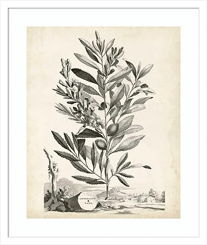 Amanti Art Framed Wall Art Print 25x21 Scenic Botanical VI by Abraham Munting, Flowers Wall Art, Vintage Decor, Medium Poster Painting Artwork for