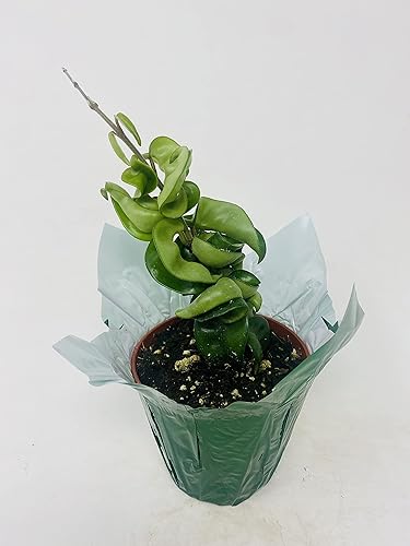 Hindu Indian Rope Plant - Hoya Exotic - Maceta decorativa de 4 pulgadas