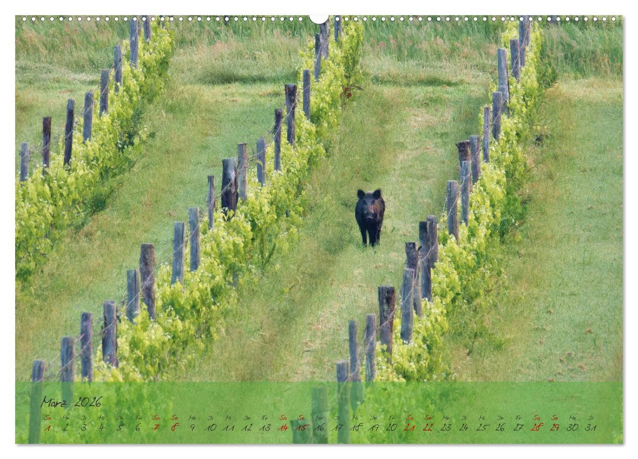 Wilde Toskana - von René Schaack (hochwertiger Premium Wandkalender 2026 DIN A2 quer), Kunstdruck in Hochglanz: Fotoreise ins Herz Italiens (CALVENDO Orte)