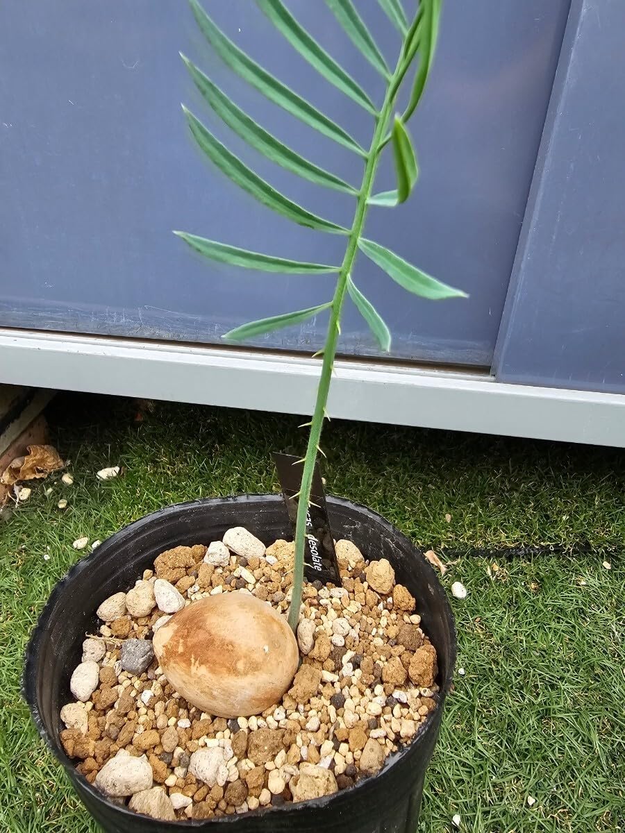 サイカス デソラタ/Cycas desolata Amazon.co.jp: サイカス デソラータ デソラタ 実生苗！Cycas desolata