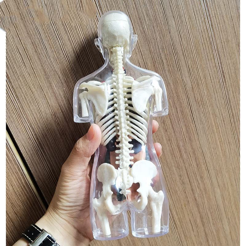Cuerpo humano transparente uso anatómico esqueleto humano embarazada Bricolaje Anatomía Modelo Equipo educativo Ciencias Médicas 4D MASTER