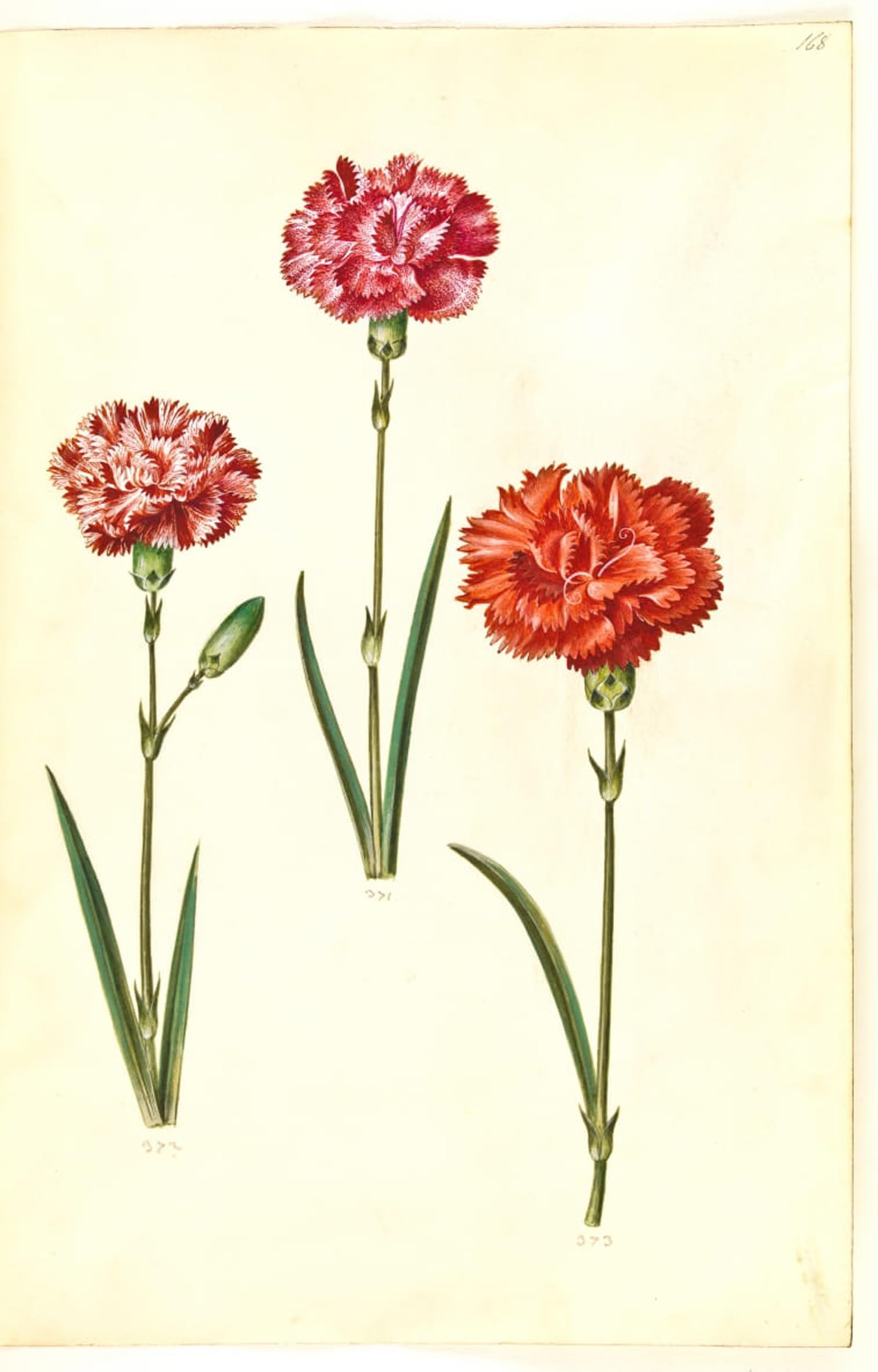 SERENDIPITP Vintage Wall Art Canvas Nordic Poster Canvas Print Picture Dianthus Caryophyllus by Hans Simon Holtzbecker Wall Art Poster for Home Decor 60x90cm
