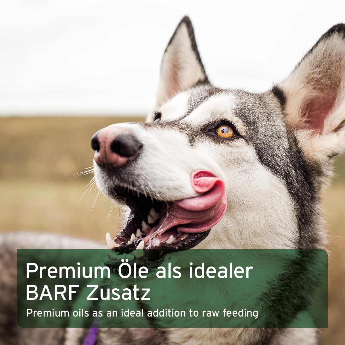AniForte Barf Futteröl für Hunde 1L – Natürliches, kaltgepresstes Premium Barf Öl, ideale Mischung reich an Omega 3 & Omega 6, Barföl als artgerechter & ausgewogener Barf Zusatz