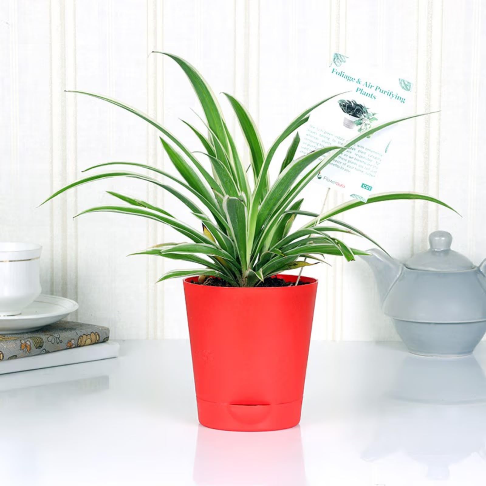 FlowerAura Air Purifying Good Luck Spider Live Indoor Plant In Tapper Pot For Office/Home Decor & For Birthday Gift, Anniversary Gift, Diwali Gift, Holi Gift, Mothers Day Gift (Same Day Delivery) (B0D2L96KJ9) Amazon Price History, Amazon Price Tracker