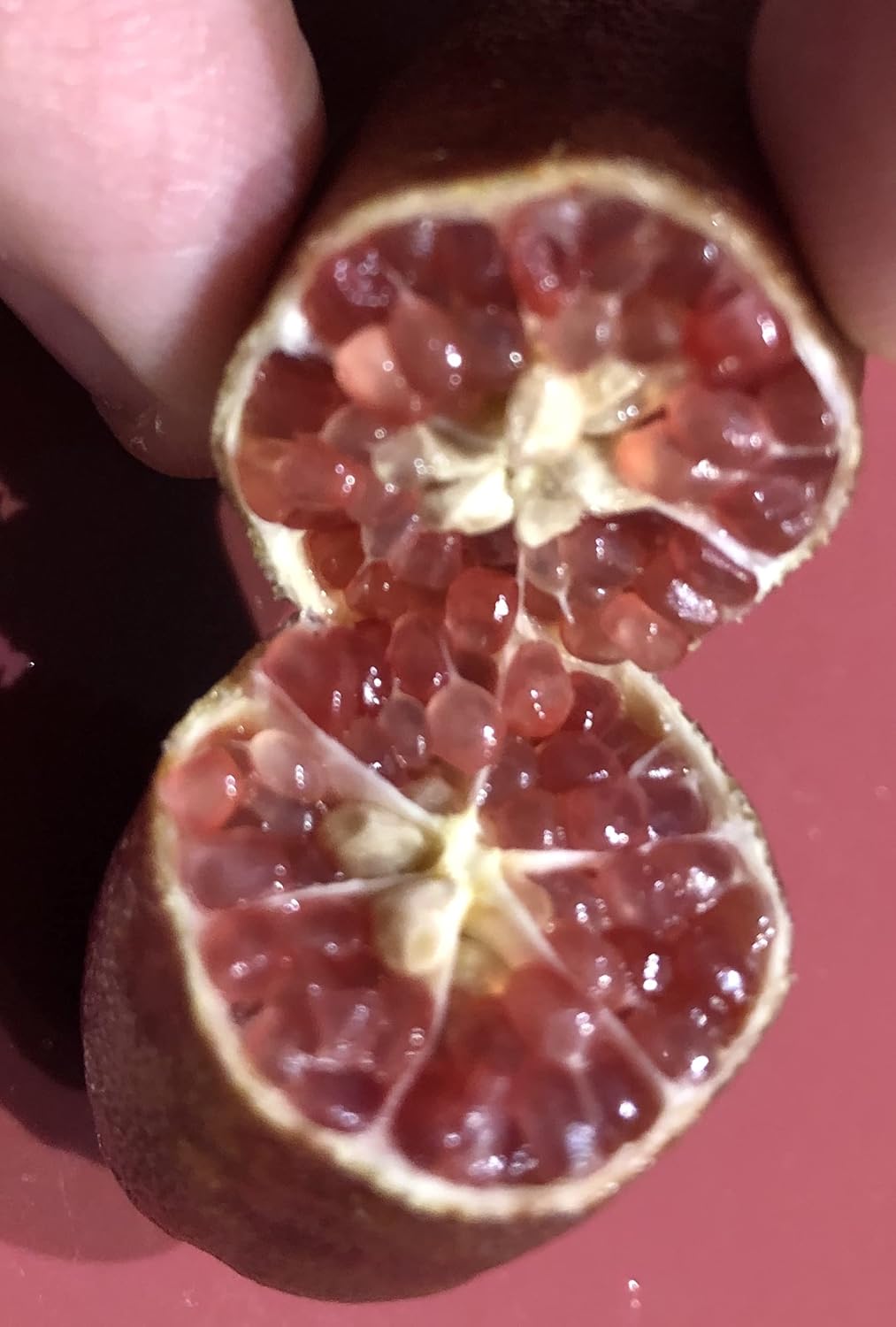 10 Graines de Citron Caviar Rose Microcitrus Amazon.fr Jardin