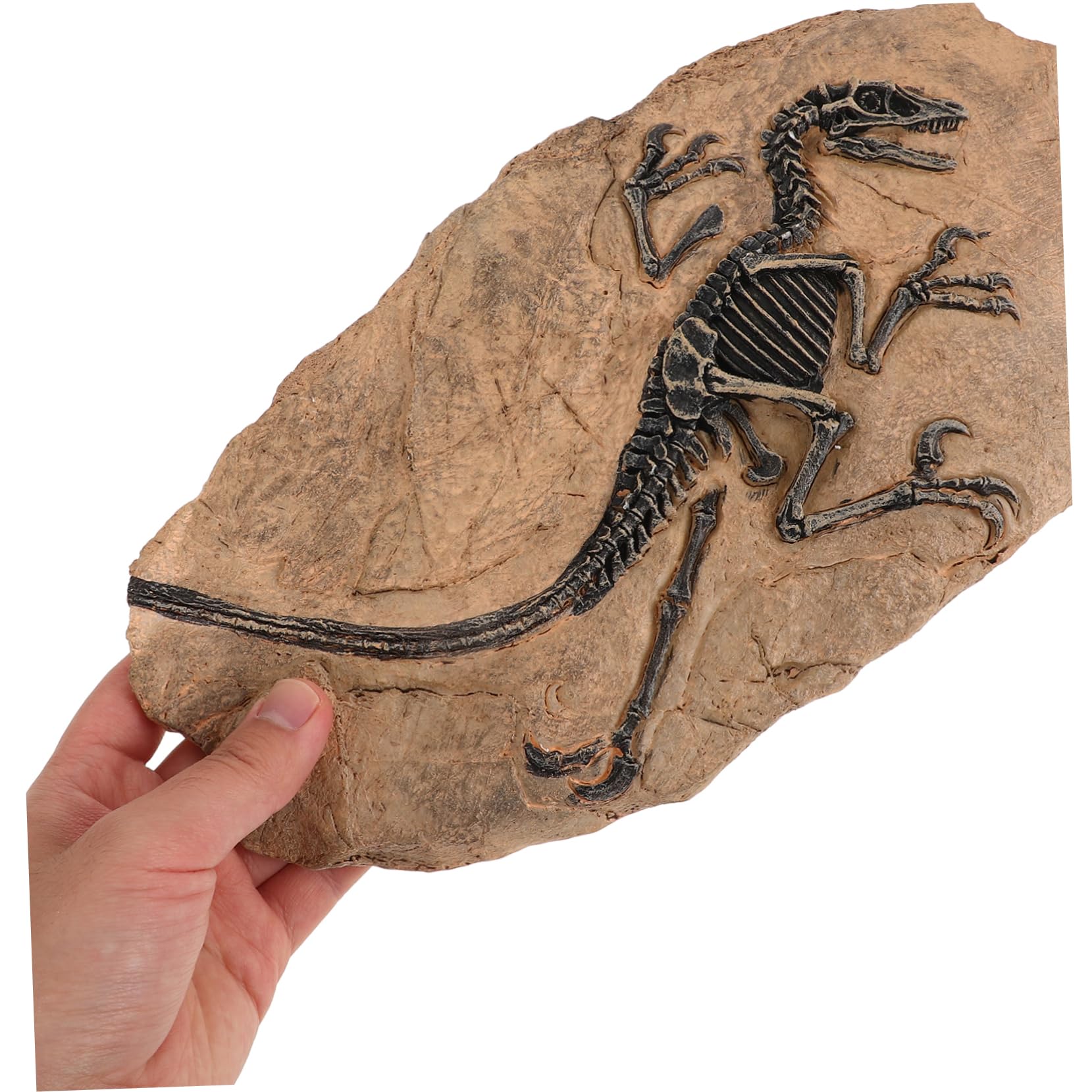 YARNOW Riproduzione di Fossile di Dinosauro da Scrivania in Resina, Decorazione Simulativa Educativa per Festa e Compleanno, Set Unico per Arricchire la Conoscenza dei Ragazzo Ragazza