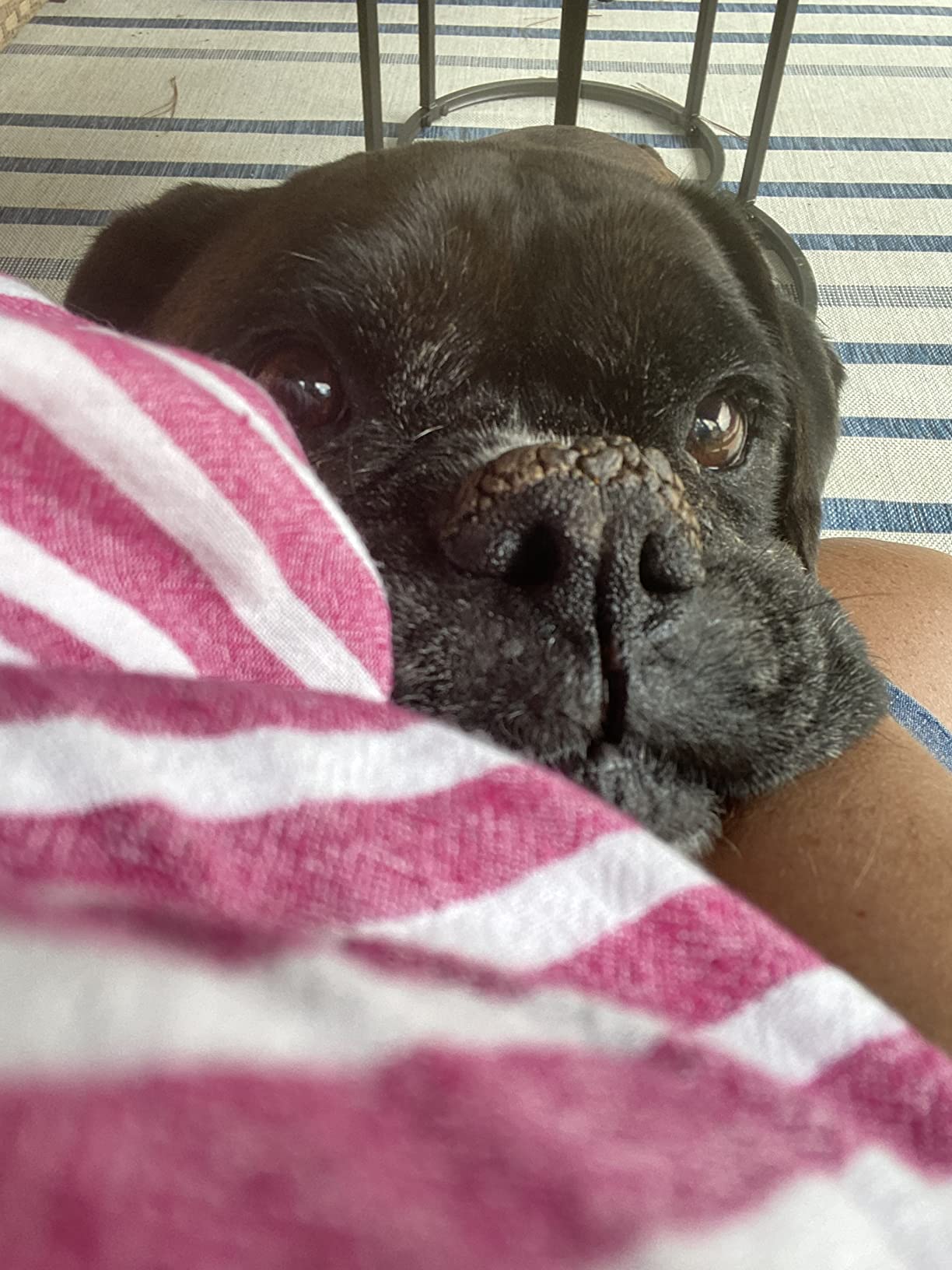 4/mo Finance Natural Dog Company Snout Soother Stick, Dog Nose Balm