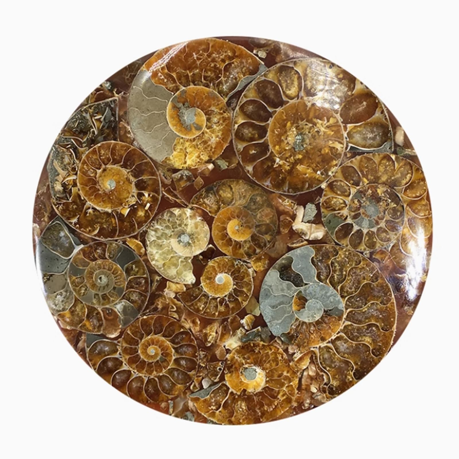 Scultura di Fossile di Ammonite - Pietra di Crisantemo Naturale - Specimen Didattici di Scienze dei Fossili Ornamenti Decorativi,Grigio,11cm