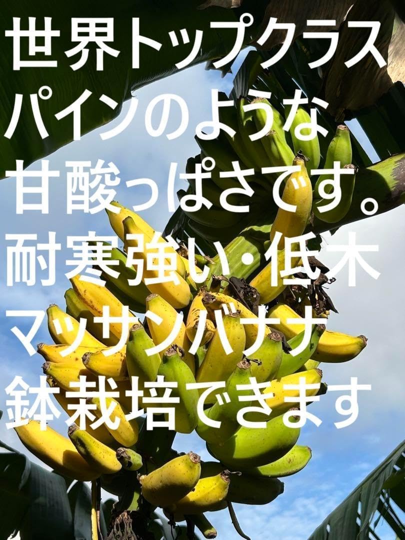 251cm巨大株,早い収穫★至福の糖度★ドワーフ・マッサンバナナ★低木・耐寒性強 184cm巨大株,木熟収穫☆ドワーフ マッサンバナナ☆至福の糖度☆低木