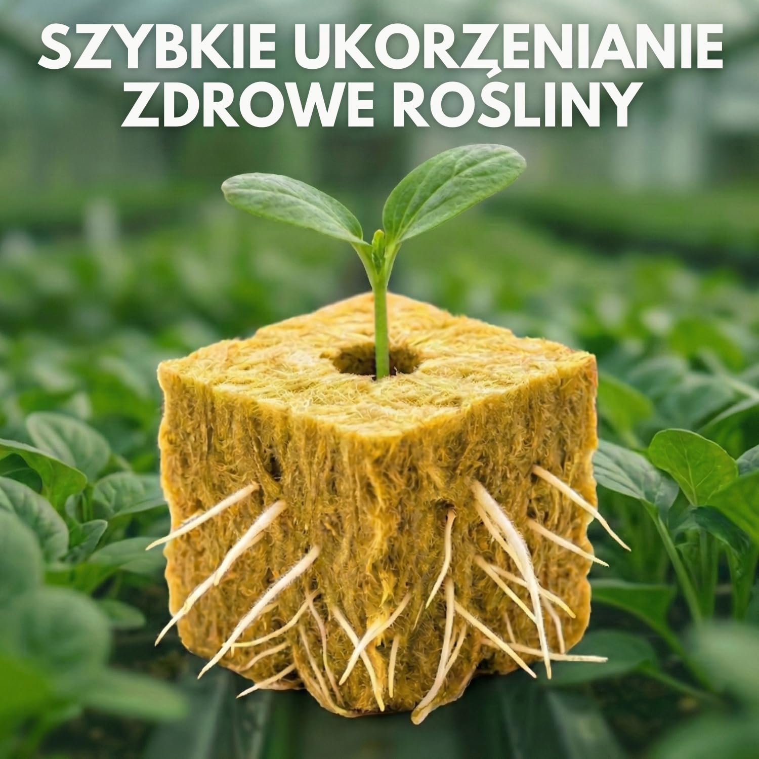 Zestaw 100 Kostek Wełny Mineralnej do Hydroponiki (2,5 cm) do Kiełkowania i Sadzonek, Napowietrzone Podłoże Wspomagające Szybki Wzrost, Ogrodów