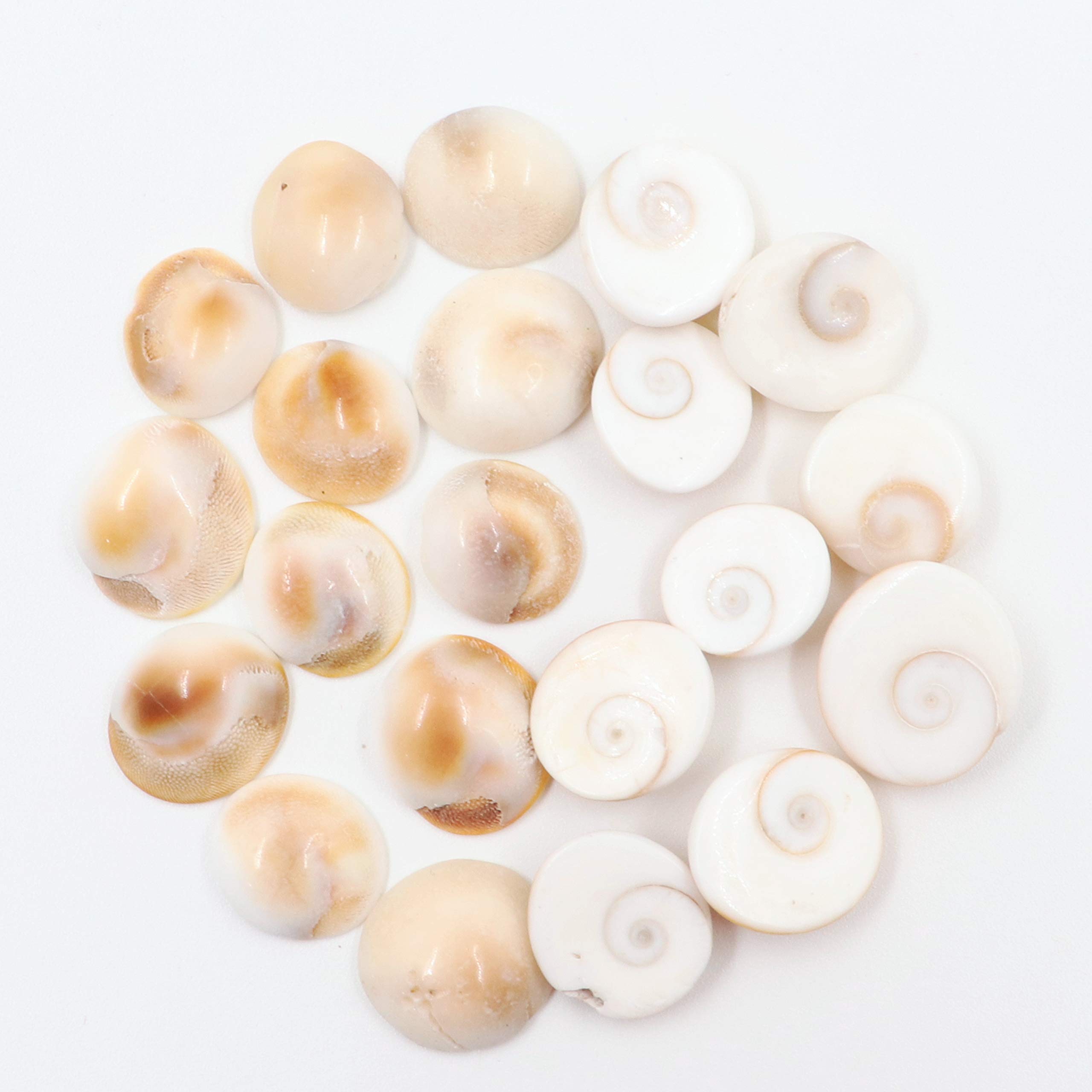 MONIKA ENTERPRISES Gomti Chakra/Gomati Chakra/White Gomti Chakra/Original for Puja 12-15 mm - Set of 11 Pcs