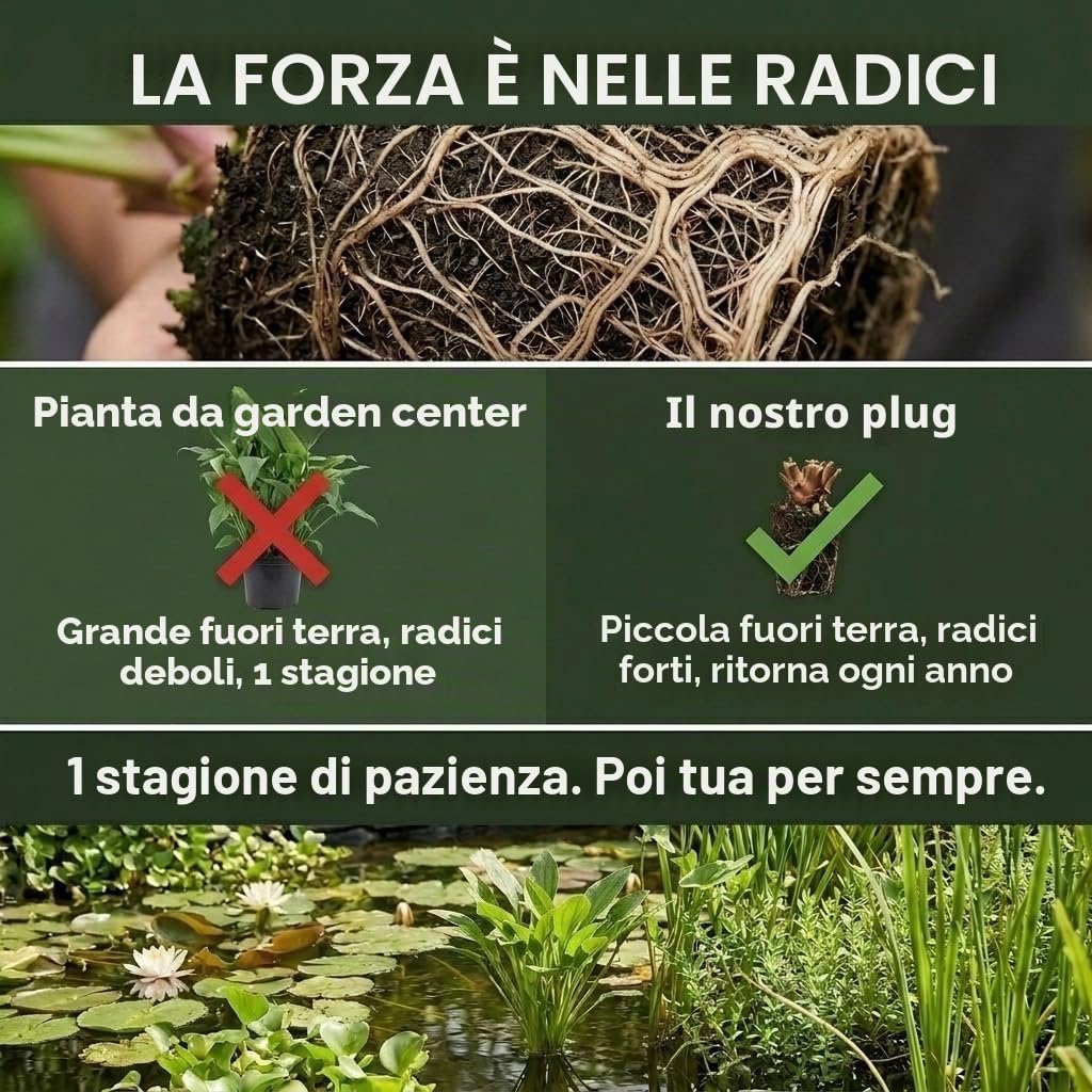 vdvelde․com - Piante antizanzare laghetto 12 pezzi, isola 75x25 cm | Riduce le larve in modo naturale, habitat per libellule, cestino, substrato e concime inclusi