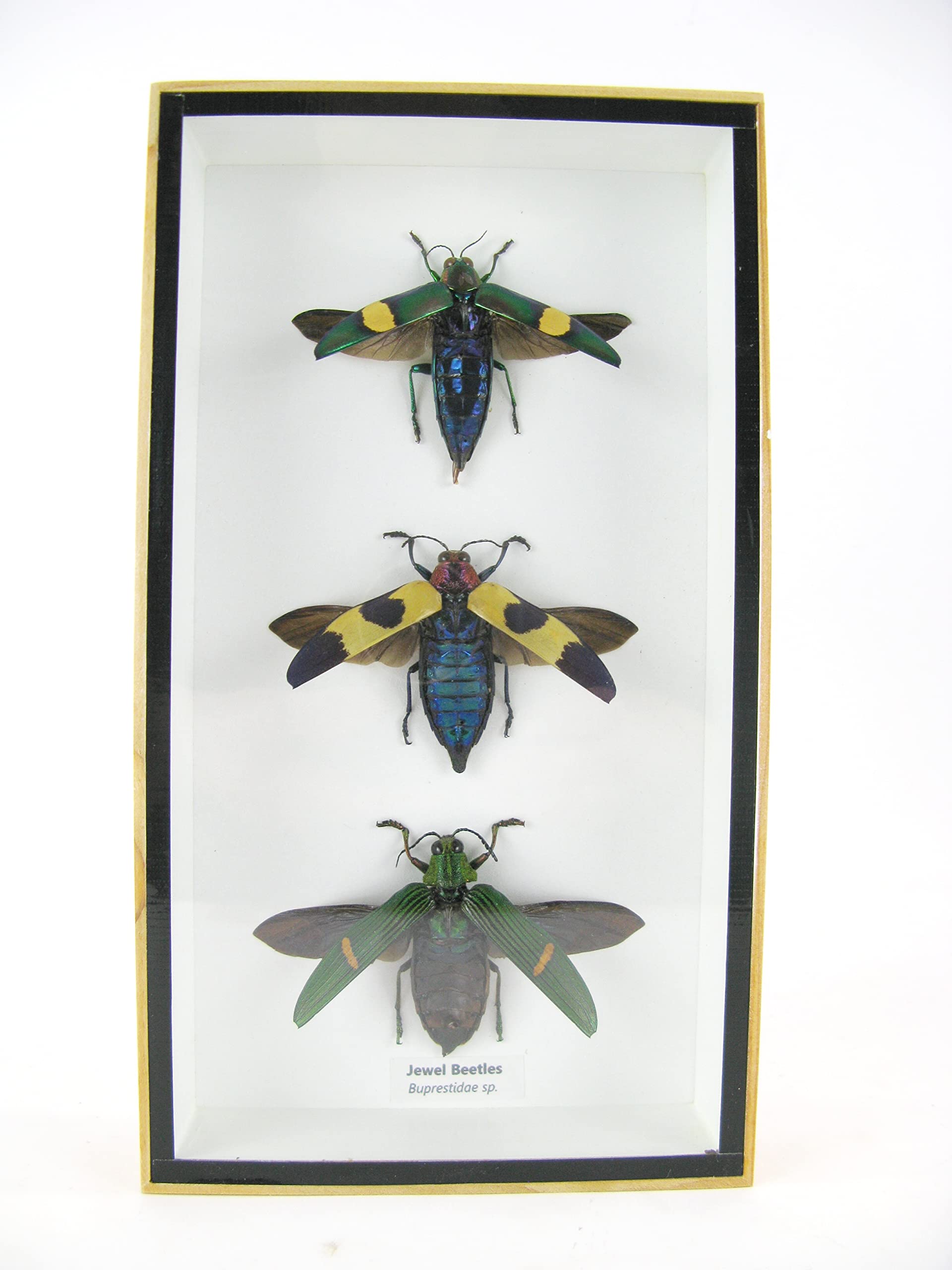 Vero e bellissimo insetti in una vetrina 3D, decorazione da parete incorniciata, taxidermia - Entomologia - (3 x Jewel Beetles aperti - Buprestiadae sp.)