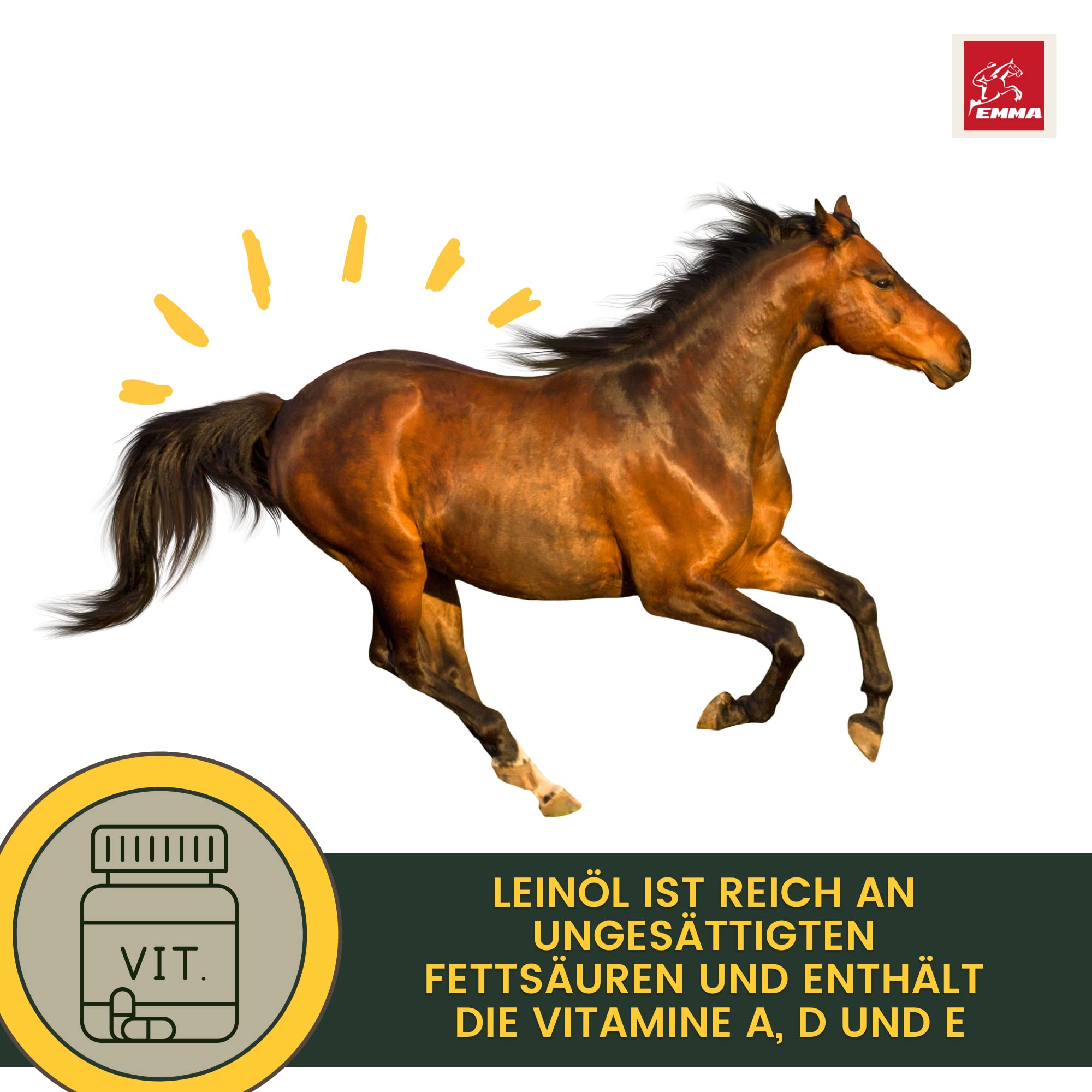 Olio di lino per cavalli e cani mangime per cavalli integratore alimentare I omega 3-6 acidi grassi in olio I spremuto a freddo I vitamine A, D & E I per pelo lucido ed energia I 100% naturale 2,5L