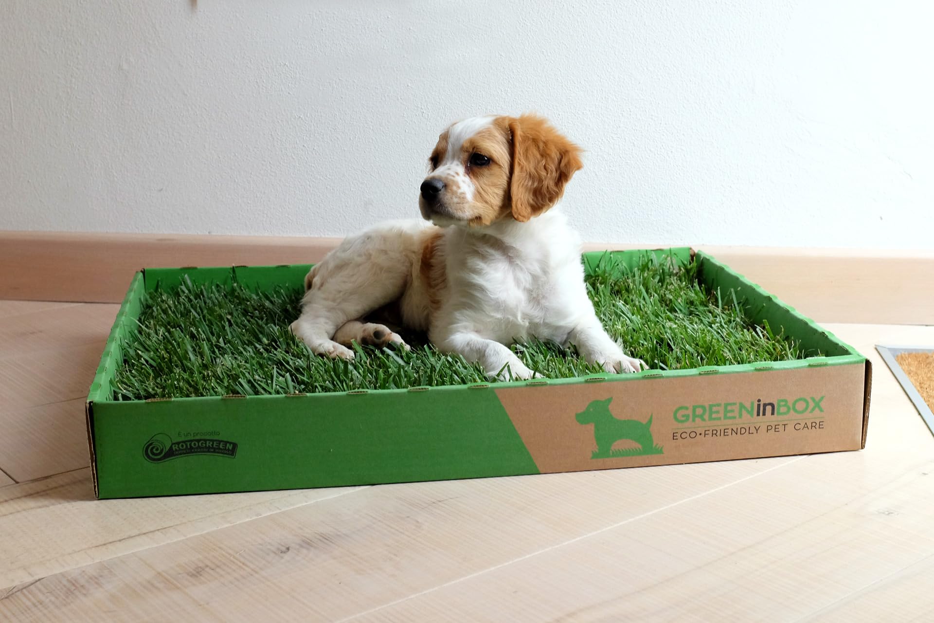 Zolla in Vera Erba – Lettiera Naturale per Training Cucciolo, Cani Piccoli. 60x40 cm
