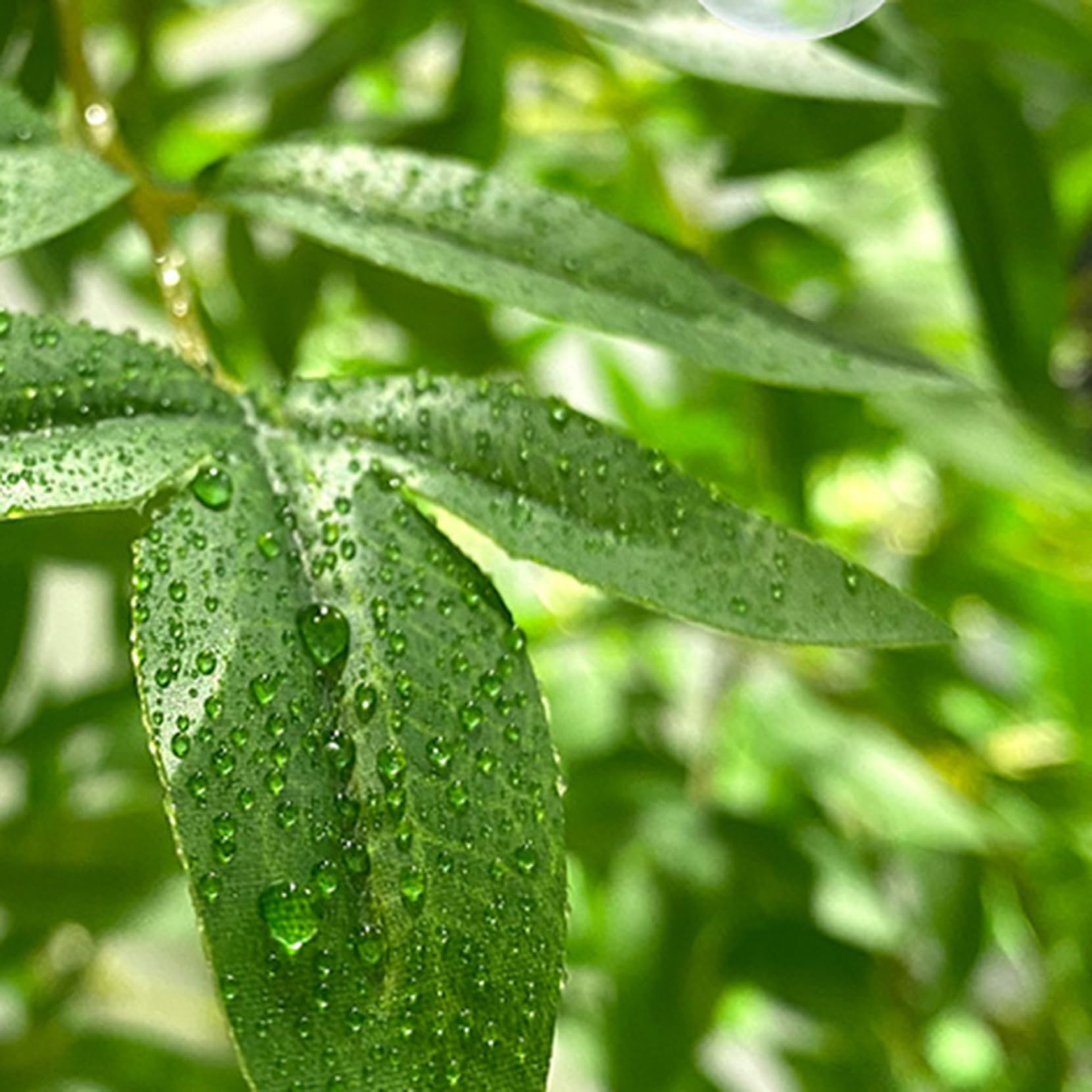 Amazon｜HGJH 人工観葉植物 大型 180CM フェイクグリーン 自然でリアル