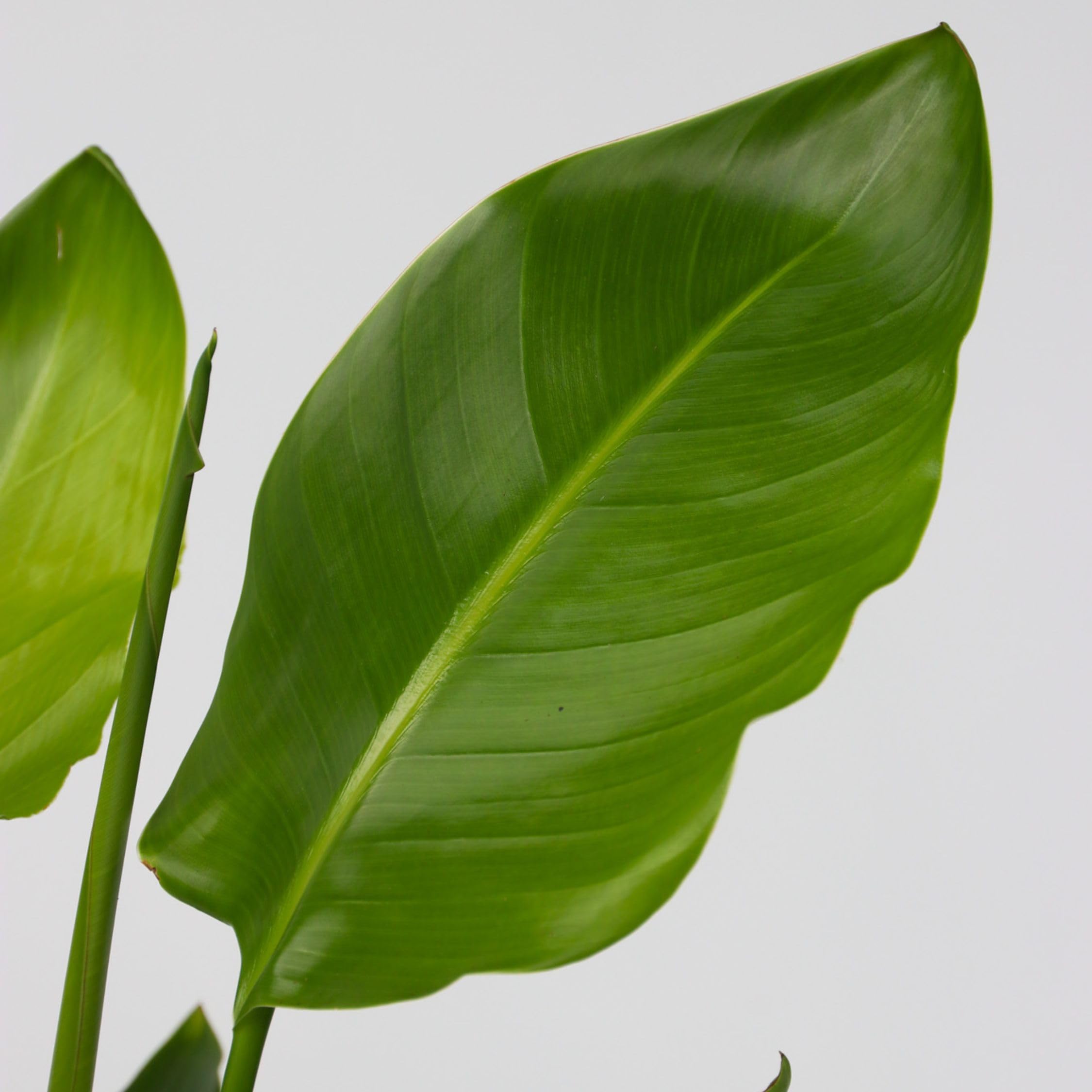 Plant in a Box - Strelitzia Nicolai - Paradiesvogelpflanze - Höhe 90-110cm - Topf 21cm - Strelitzie Grüne Zimmerpflanze